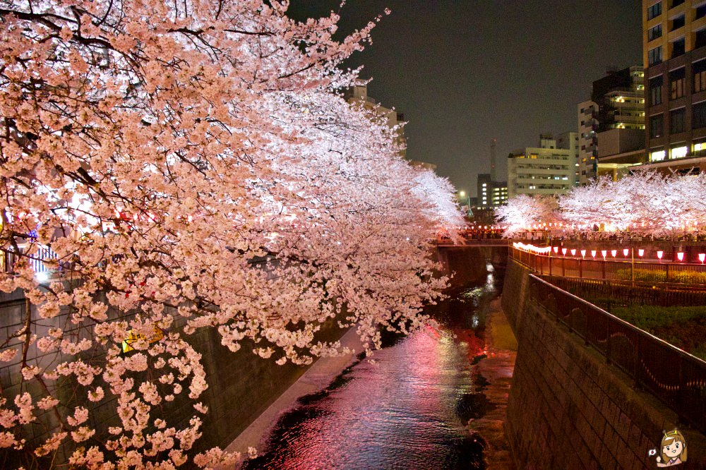 東京賞櫻必去景點23選!上野、千鳥之淵、新宿御苑等櫻花景點與櫻花秘境懶人包~(持續更新) - 第19張圖 中目黑夜櫻必看