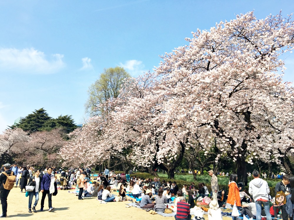 東京賞櫻必去景點23選!上野、千鳥之淵、新宿御苑等櫻花景點與櫻花秘境懶人包~(持續更新) - 第18張圖 新宿御苑櫻花推薦