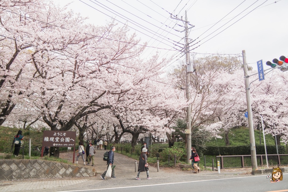 東京近郊「權現堂櫻堤」櫻花秘境