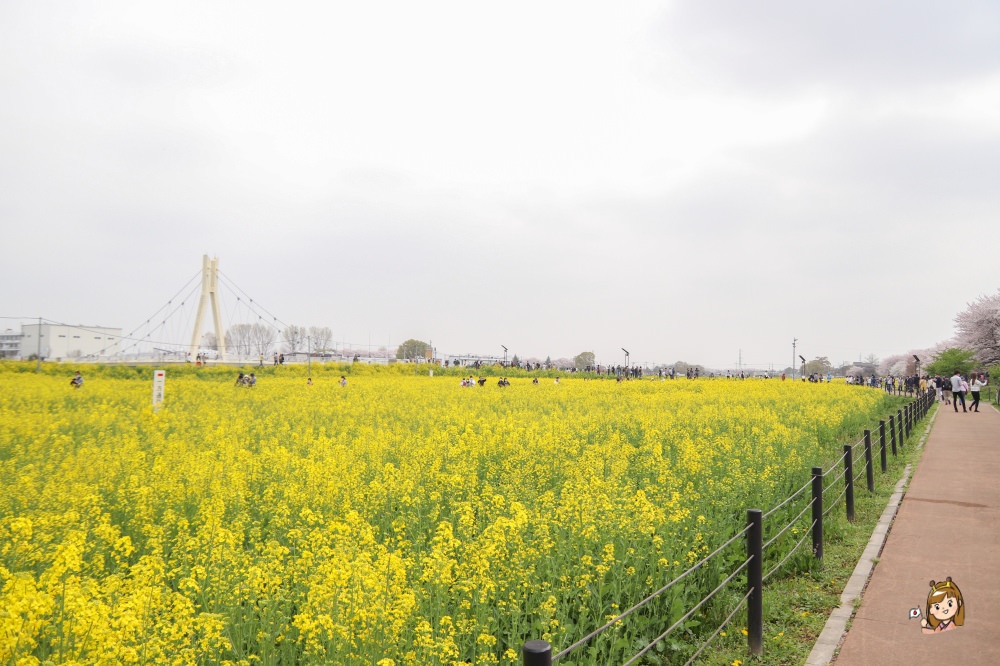 東京近郊「權現堂櫻堤」櫻花秘境