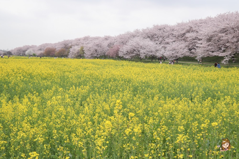東京近郊「權現堂櫻堤」櫻花秘境