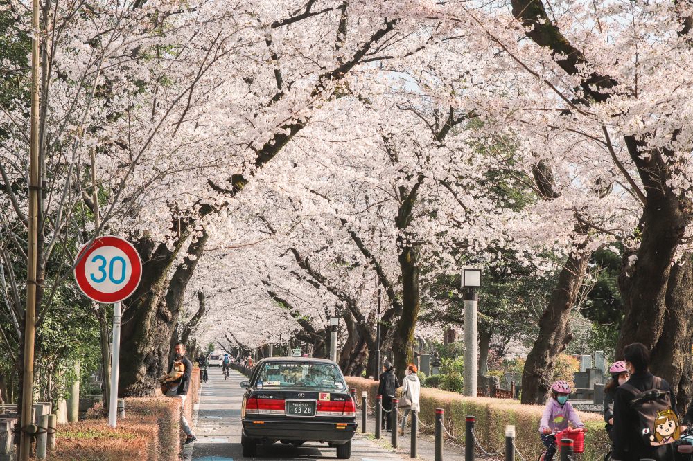 東京賞櫻必去景點23選!上野、千鳥之淵、新宿御苑等櫻花景點與櫻花秘境懶人包~(持續更新) - 第25張圖 青山靈園櫻花 必去景點
