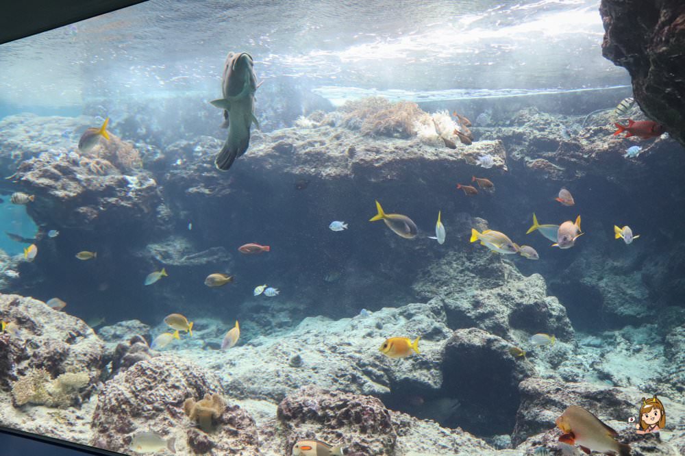 沖繩必去景點「沖繩美麗海水族館」