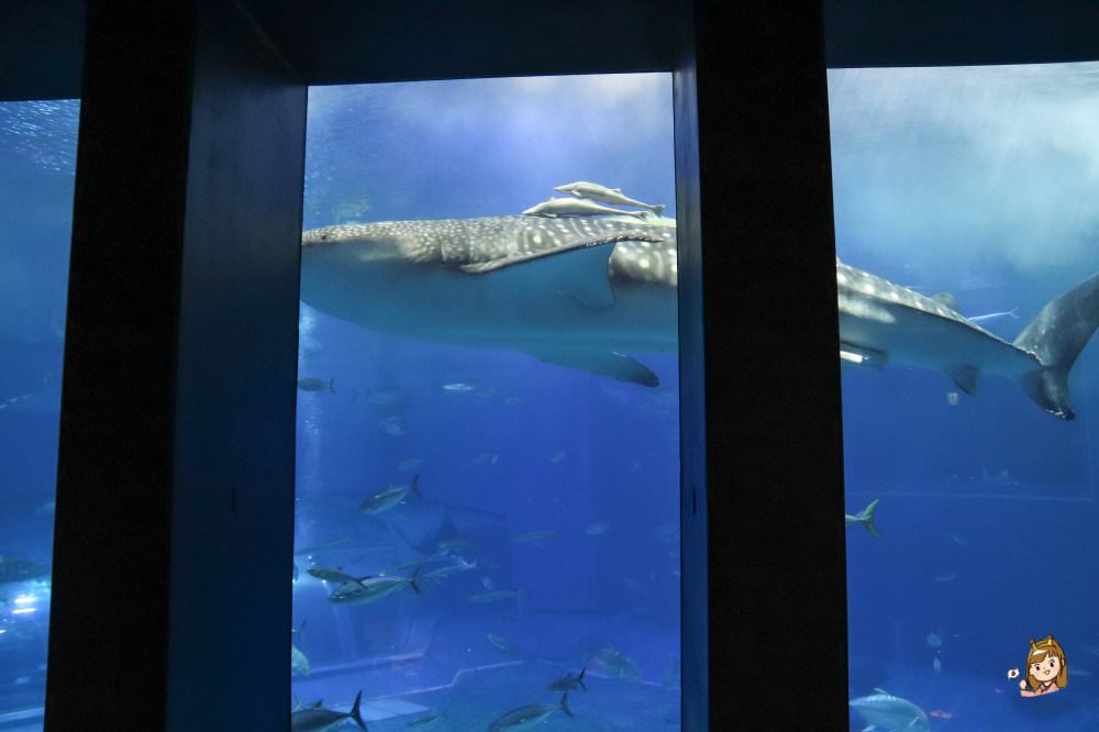 沖繩必去景點「沖繩美麗海水族館」