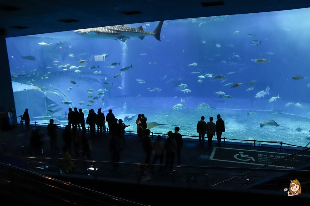 沖繩必去景點「沖繩美麗海水族館」