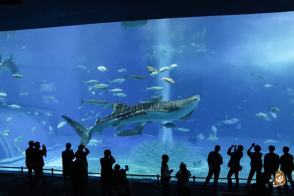 沖繩必去景點「沖繩美麗海水族館」