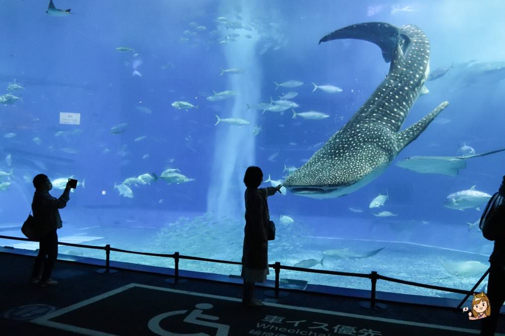 沖繩必去景點「沖繩美麗海水族館」
