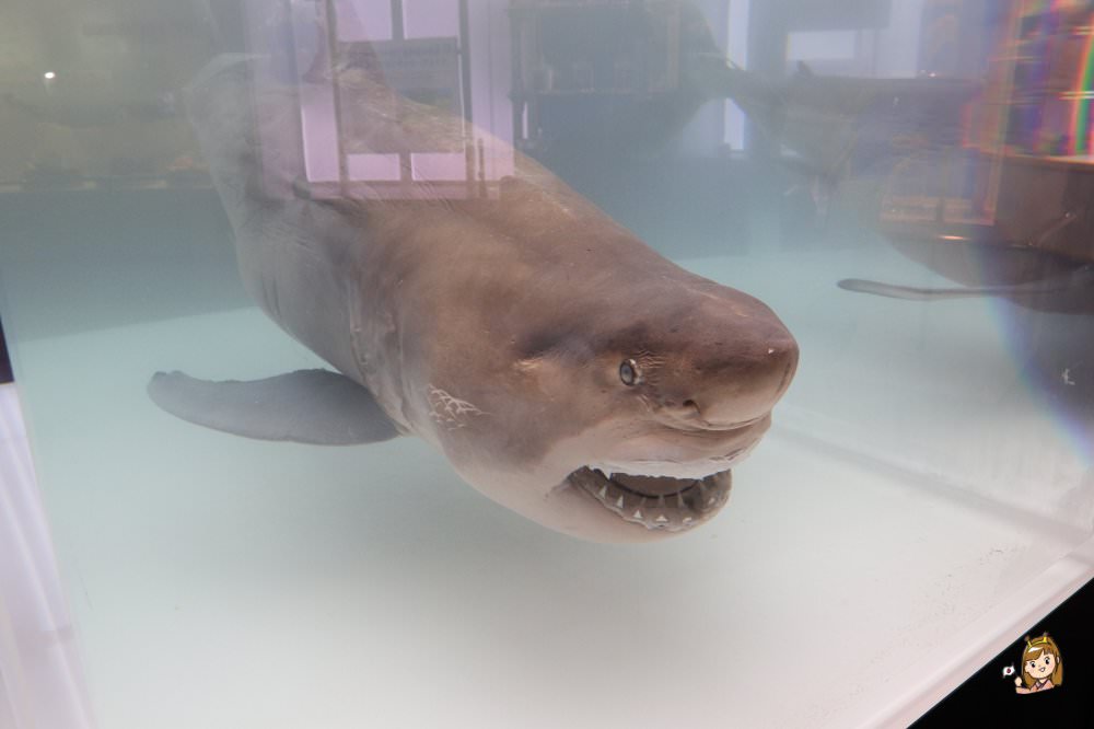 沖繩必去景點「沖繩美麗海水族館」