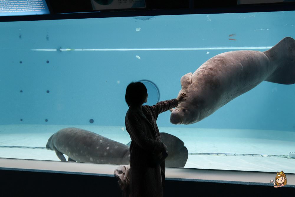 沖繩必去景點「沖繩美麗海水族館」