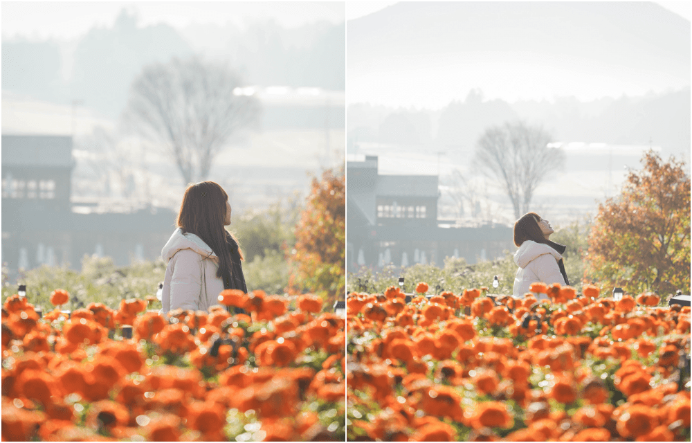 【日本旅遊】來去茨城縣石岡市兩天一夜!IBARAKI FLOWER PARK、看板橫丁、 - 第2張圖 【日本旅遊】來去茨城縣石岡市兩天一夜!IBARAKI FLOWER PARK、看板橫丁、