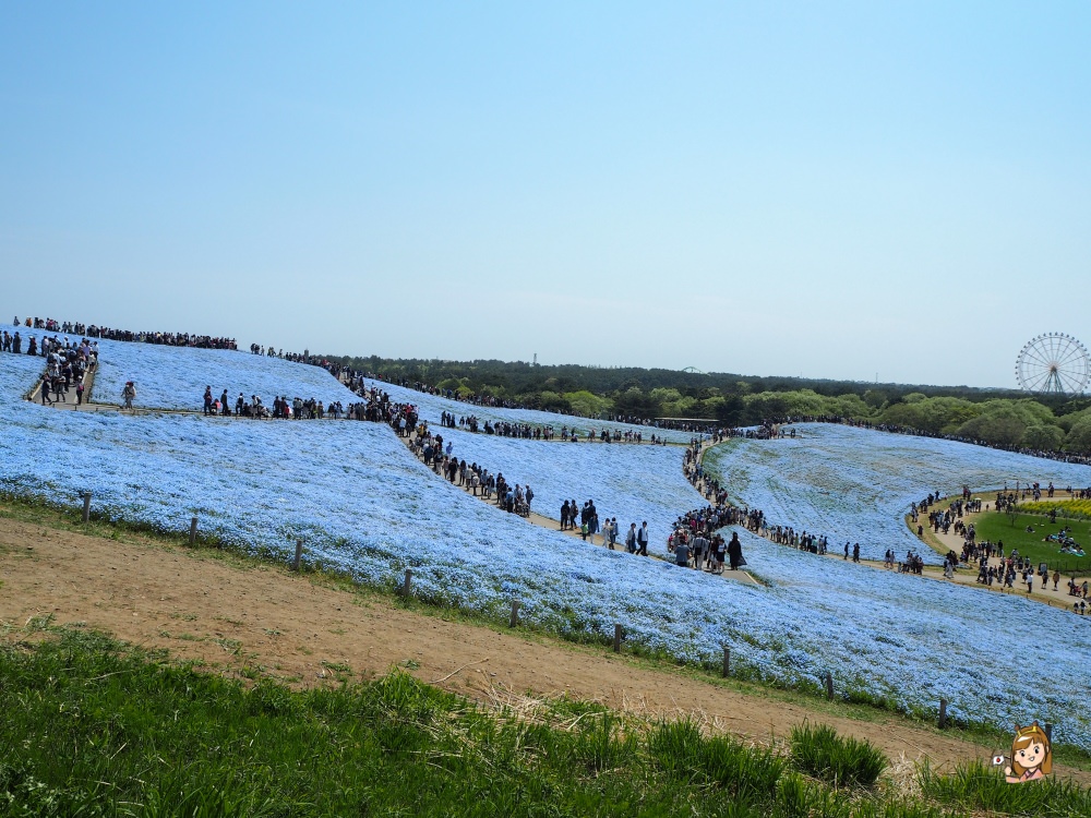 【東京近郊賞花景點】茨城縣常陸海濱公園~「世界十大浪漫花田」浪漫粉蝶花海!含交通資訊介紹! - 第7張圖 茨城縣國營常陸海濱公園