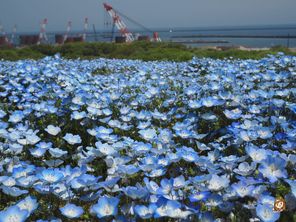 【東京近郊賞花景點】茨城縣常陸海濱公園~「世界十大浪漫花田」浪漫粉蝶花海!含交通資訊介紹! - 第1張圖 茨城縣國營常陸海濱公園