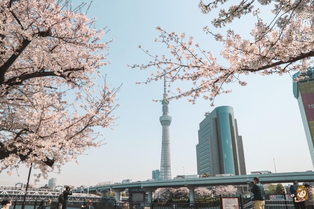 東京賞櫻必去景點23選!上野、千鳥之淵、新宿御苑等櫻花景點與櫻花秘境懶人包~(持續更新) - 第26張圖 隅田公園賞櫻推薦