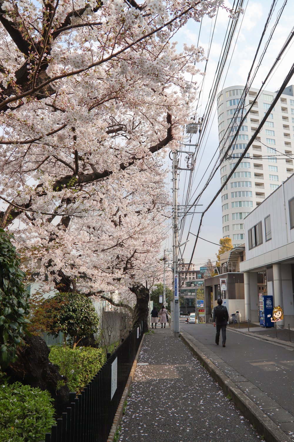 東京青山靈園賞櫻花