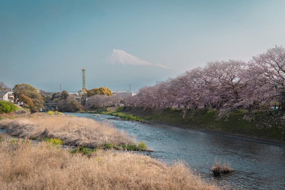 富士山櫻花景點推薦|龍巖淵・大石寺・小田原城+箱根住宿1泊2日自由行攻略 - 第2張圖 富士山櫻花景點推薦|龍巖淵・大石寺・小田原城+箱根住宿1泊2日自由行攻略