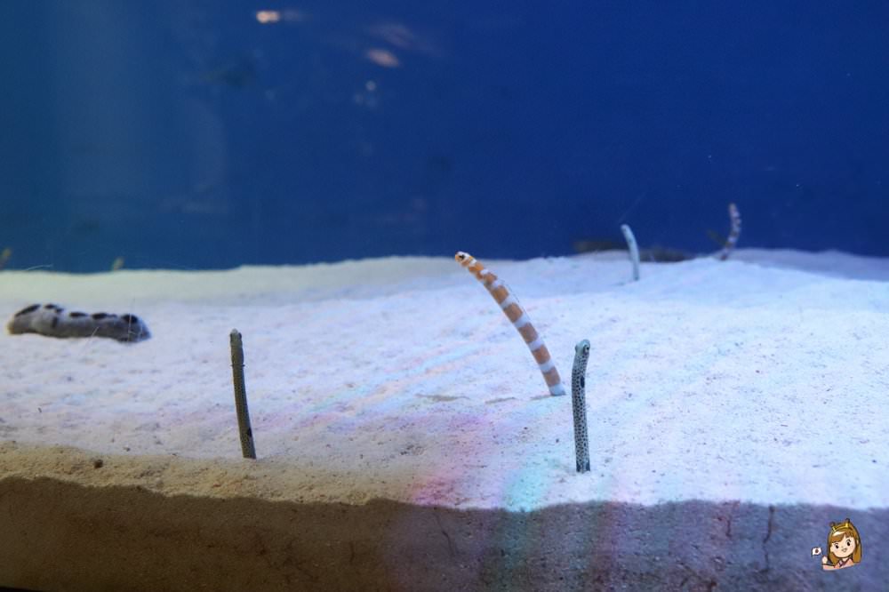 仙台海洋森林水族館