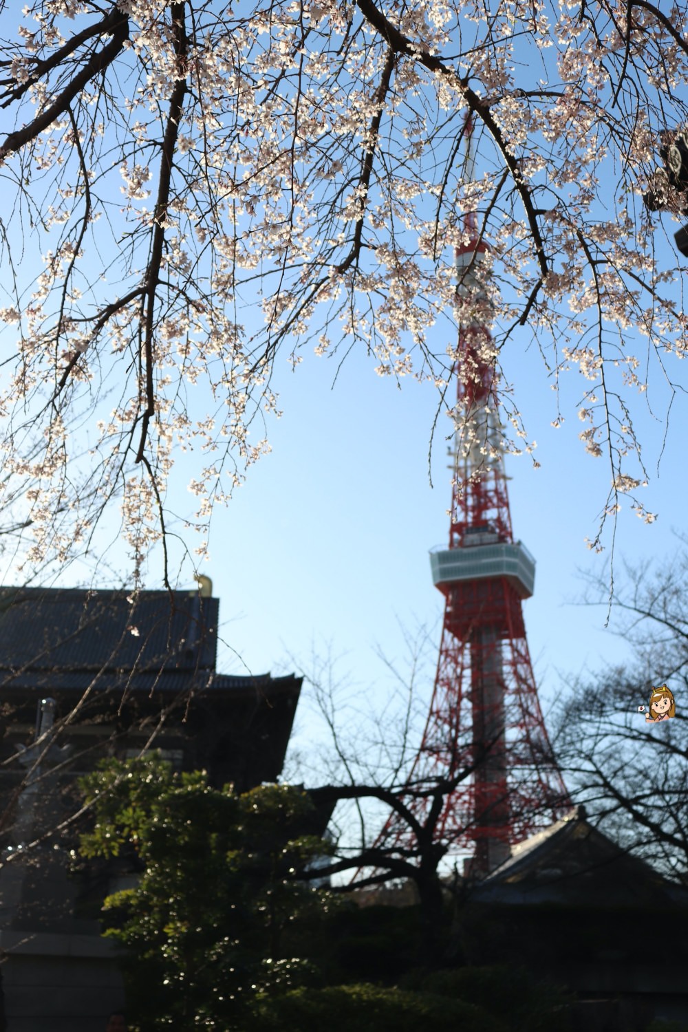 東京鐵塔櫻花